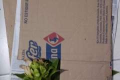 Flor suculenta