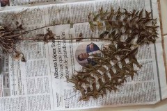 Helecho en el papel