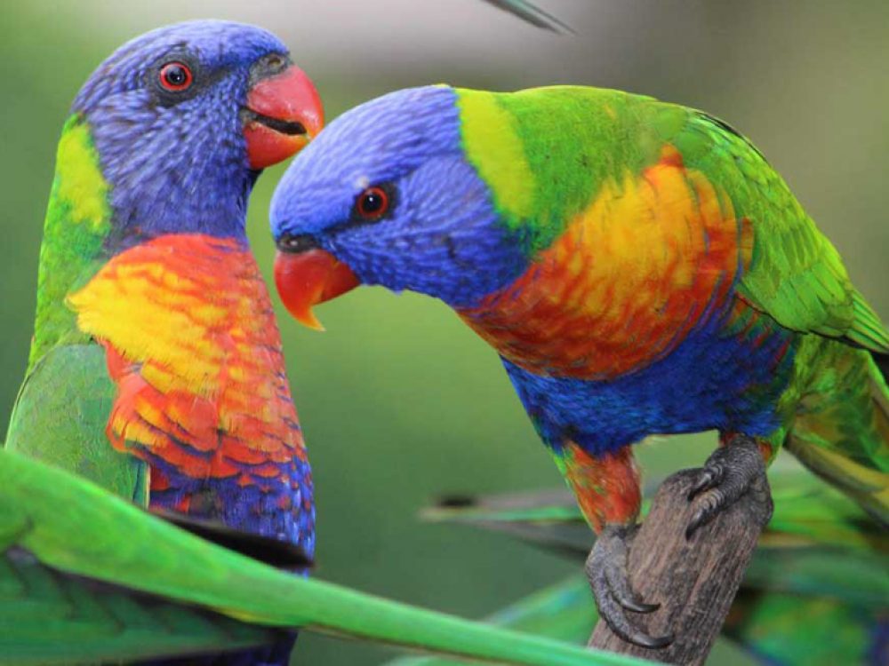El secreto de las aves