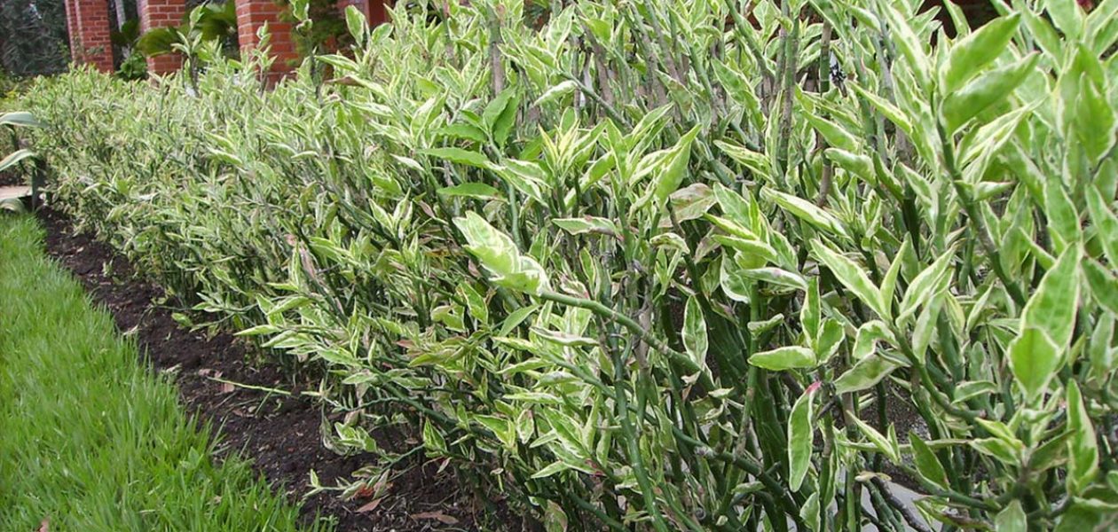 Euphorbia tithymaloides Propiedades Medicinales