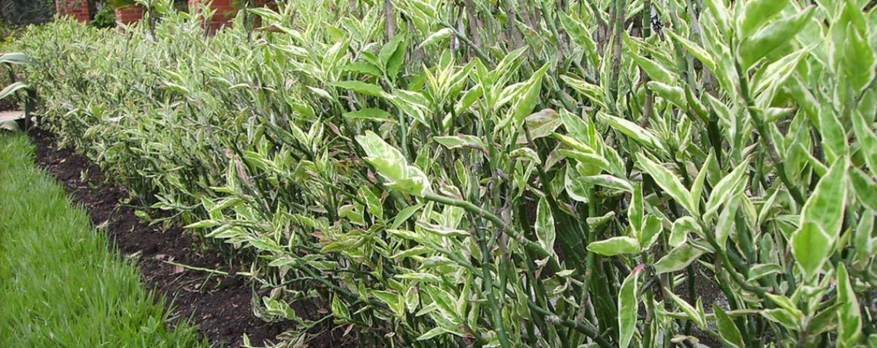 Euphorbia tithymaloides Propiedades Medicinales