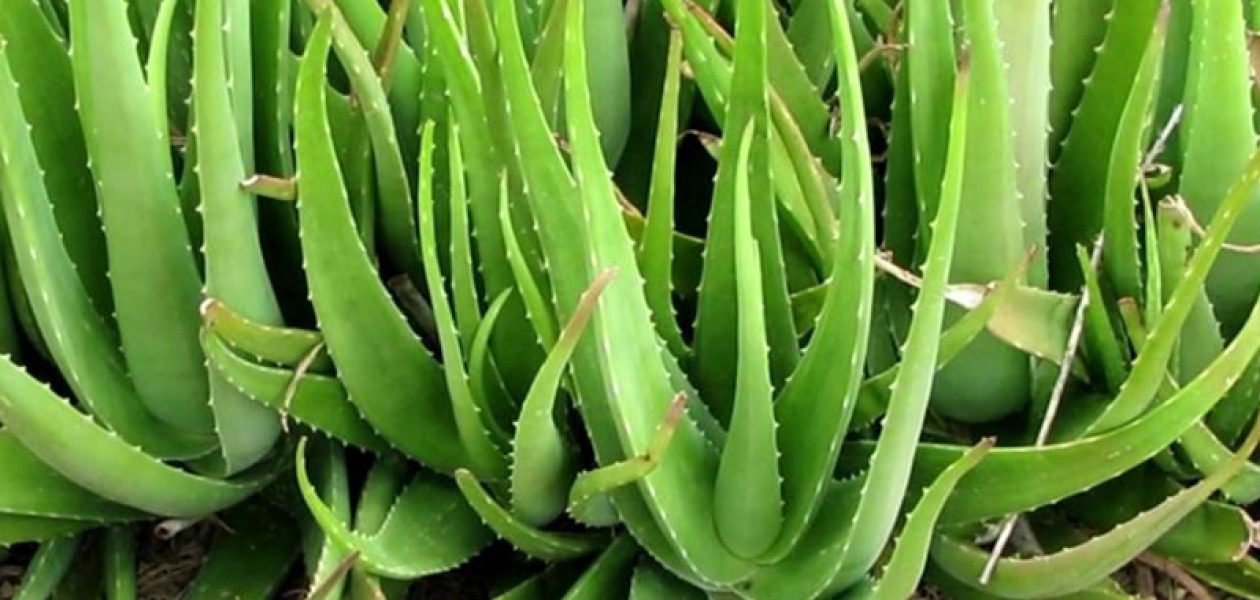 Aloe Vera