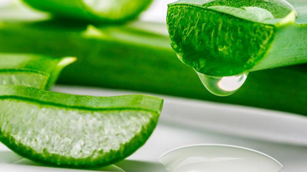 Métodos efectivos para conservar el Aloe vera