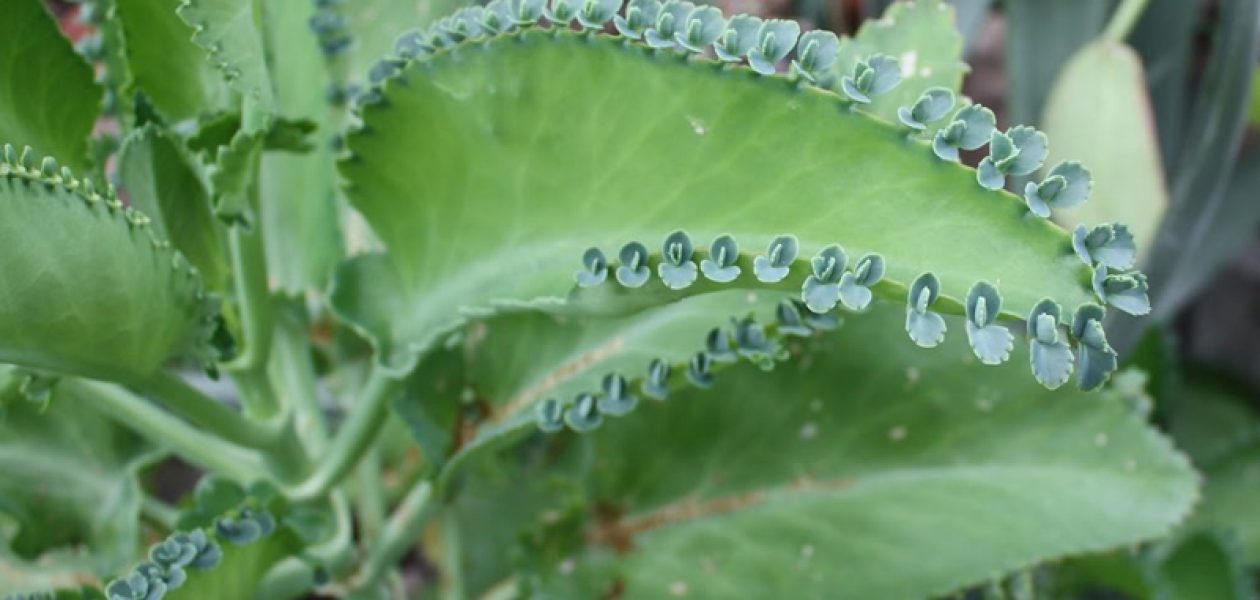 Kalanchoe ¿Cura del Cancer?