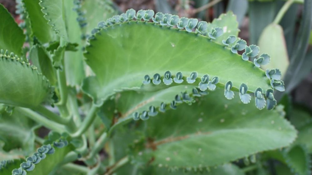 Kalanchoe ¿Cura del Cancer?