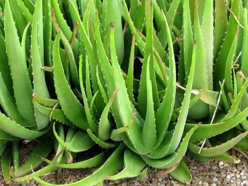 Aloe Vera