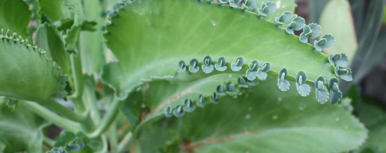 Kalanchoe ¿Cura del Cancer?