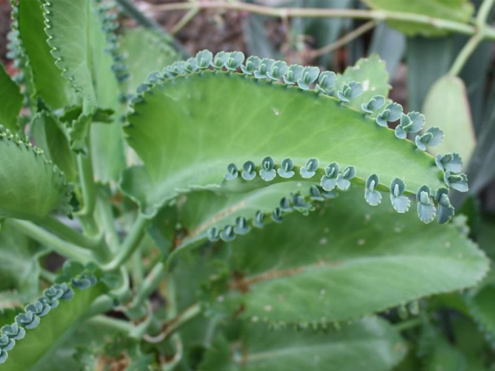 Kalanchoe ¿Cura del Cancer?