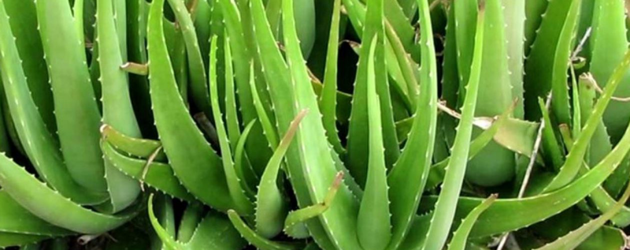 Aloe Vera