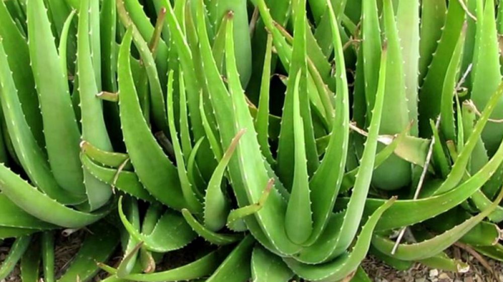 Aloe Vera