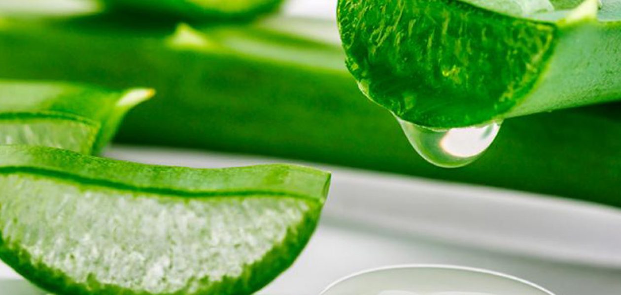 Métodos efectivos para conservar el Aloe vera